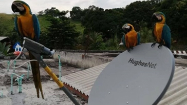 birds in colombia on HughesNet satellite dish