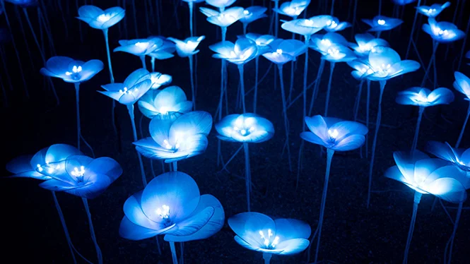 Bright flowers field in a festival of lights in the park celebrates Christmas and New Year. Abstract Illuminated Light festival Background